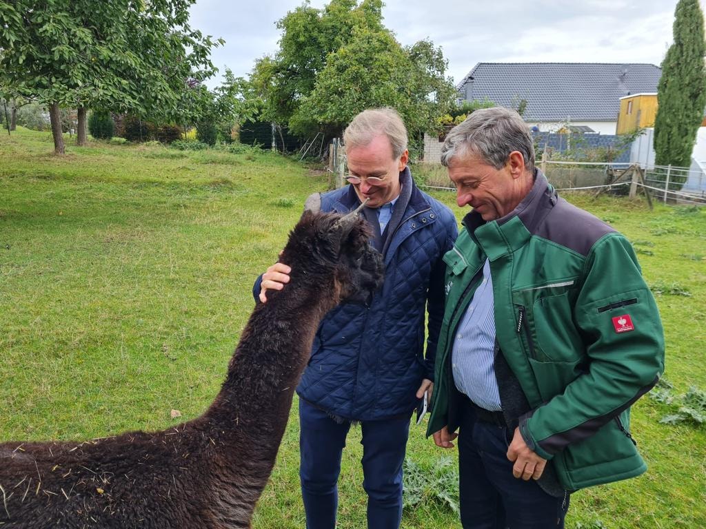 Überraschende Begegnung im Kreis Düren.  Alpakas und ein Lama beim Landwirt Chr...